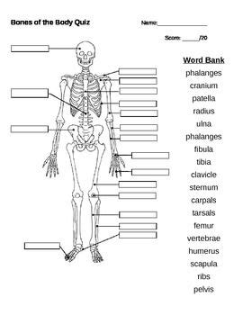 The axial skeleton contains all the bones in the trunk of your hey there, timothy, thanks for sharing your comment about the number of bones in the human body! Bones of the Body Quiz | Body bones, Body anatomy, Human ...