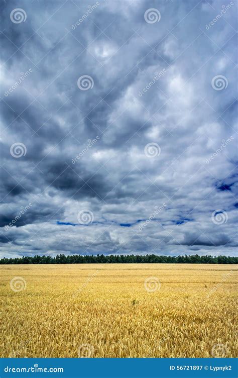 Storm Clouds Over A Golden Field Stock Image Image Of Summer