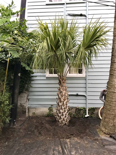 How Fast Do Palm Trees Grow In South Carolina Nyla Irizarry