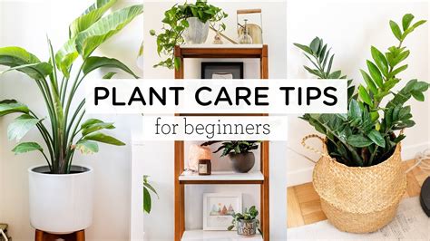 PLANT CARE TIPS FOR BEGINNERS Indoor Plant Tour YouTube