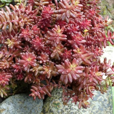 The tall sedum bloom in late summer and fall and light up the border in shades of red and pink. Hardy Succulent Sedum Collection - Pack of FIVE Evergreen ...