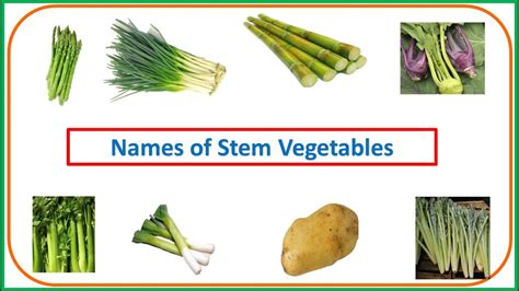 Stem Vegetables Names
