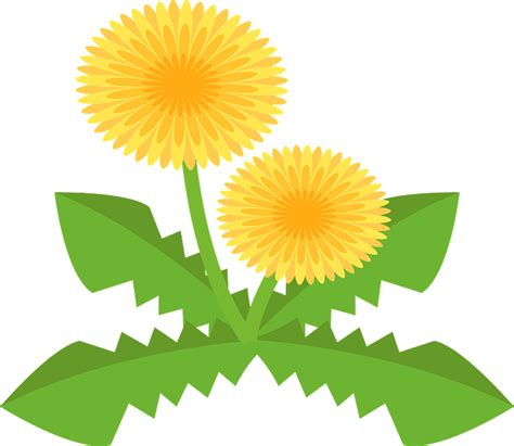 Dandelion Flower Clipart Free Download Transparent Png Creazilla