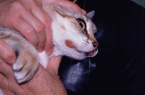 Úlcera Labial Gato