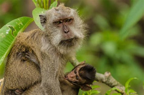 Rude Monkey Stock Photos Pictures And Royalty Free Images Istock