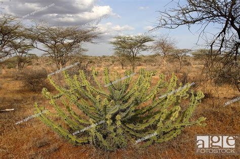 Kenya Samburu Landscape Vegetation Euphorbien Africa Savanna