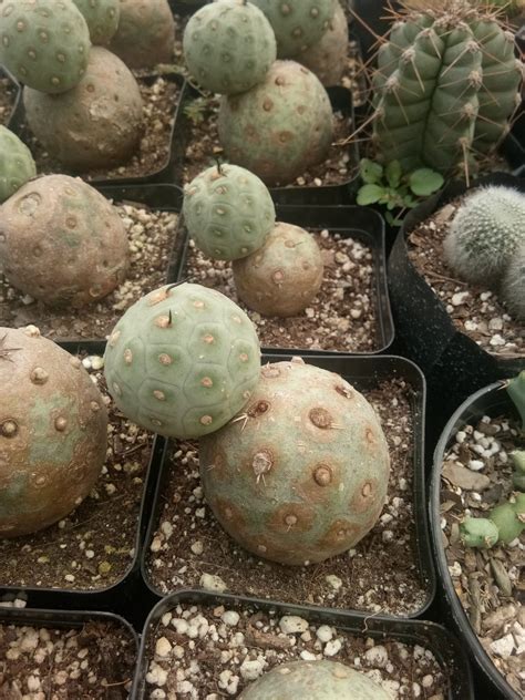Tephrocactus Geometricus Cactus Available At Frek Frek