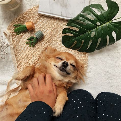 Dog Aesthetic Pinterest The Y Guide
