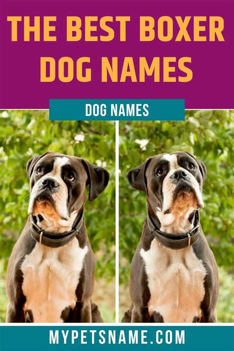Best Boxer Dog Names Boxer Dog Names Boxer Dogs Best Dog Names