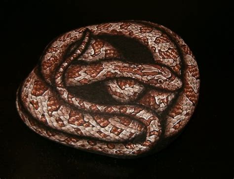 Snake Gallery Amylenore