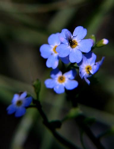 Little Blue Flower Thomas Mues Flickr