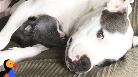 Scared Pregnant Pit Bull Learns To Trust Through Cuddles The Dodo