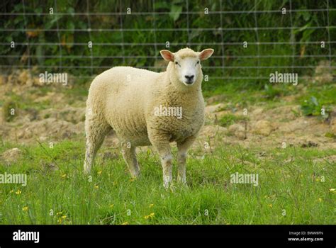 Lamb Sheep Kent Half Bred Sheep Domestic Farm Farms Farming Hoofed