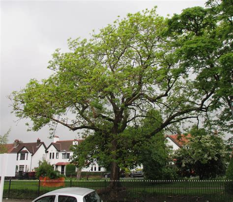 Fraxinus Excelsior Jaspidea In Roath Brook Gardens