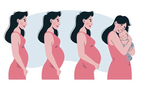 El Embarazo Y Sus Etapas Unbebeencasa