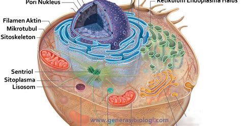 Sel hewan adalah suatu bagian organel terkecil yang memiliki. Materi Lengkap Sel Hewan dan Sel Tumbuhan Beserta ...
