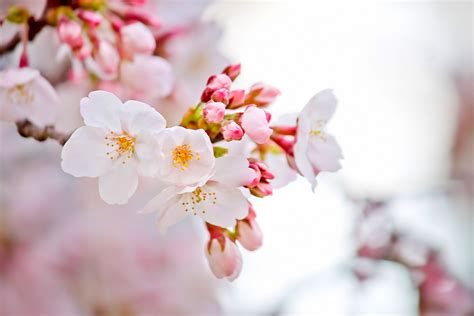 咲き始めた桜の写真素材 ぱくたそ