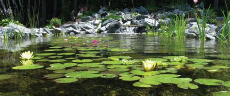 The pond  s  informal a humorous way of referring to the atlantic ocean, when it is thought of as separating the uk or europe and the us: EcoSystem Ponds « The Pond Clinic Water Garden Centre