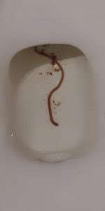 Its alternate ore version is the lead bar. Long Worm Found in Toilet is a Lumbricus Rubellus ...