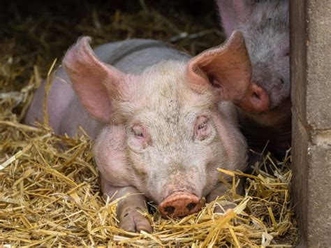 Huge Sleepy Pig In A Barn Stock Image Image Of Agriculture 143655091