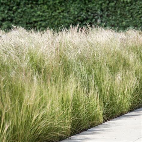 Tall Grass Growing Along The Side Of A Sidewalk