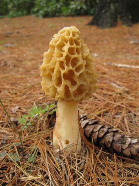 Yellow Morel mushroom | The Morel mushroom is world-renown a… | Flickr