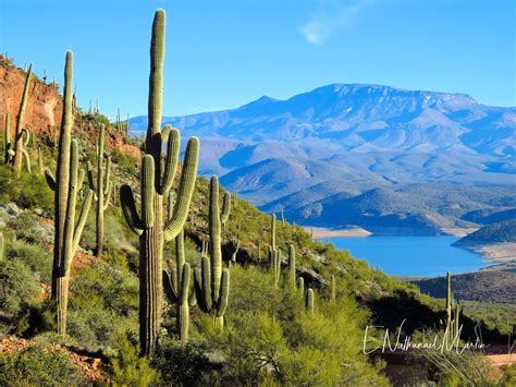 Nature By Nat Photography Sonoran Desert