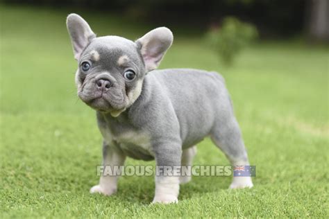 Merle Lilac And Tan French Bulldog Discover The Irresistible Charm Of