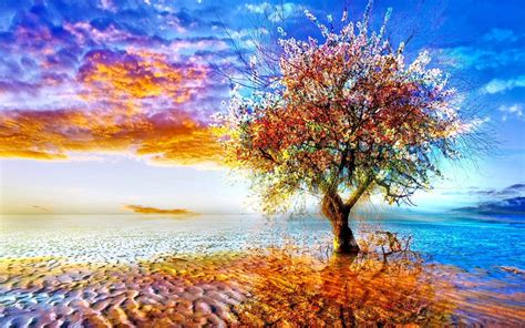 Tree Hd Wallpaper Background Image 2560x1600 Id