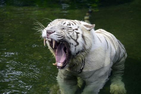 Singapore Zoo White Bengal Tiger 2 Sentosa Resort Island And