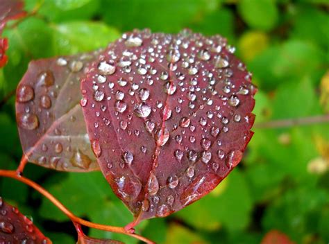 My Nature Photography: Autumn Raindrops