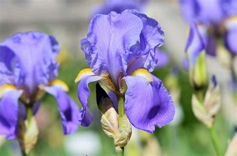 Iris Flower Meaning And Symbolism Morflora