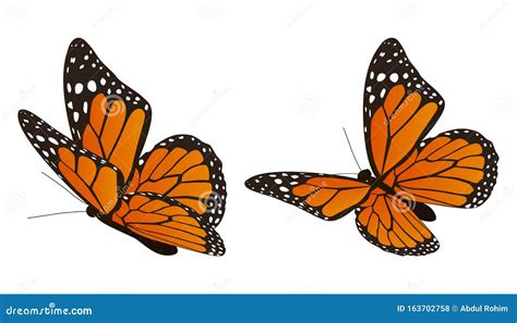 The Monarch Butterfly Vector Illustration Stock Vector Illustration