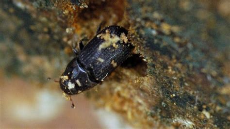Sticky Sap Protects Trees From Mountain Pine Beetles Edmonton Study