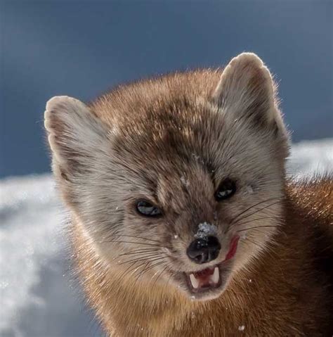 Pine Marten 2 Pine Marten Interesting Animals Baby Animals