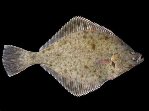 European Flounder Fishes World Hd Images And Free Photos