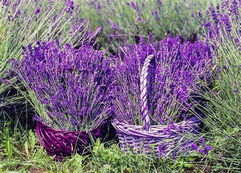 10 Lavender Benefits How To Grow This Fragrant Friend At Home The
