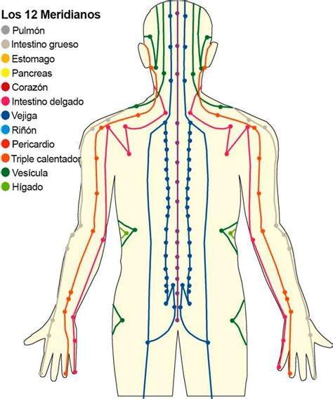 Meridianos del Cuerpo : comprender los Flujos de Energía (2022)