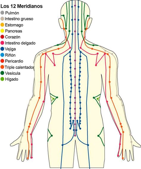 Meridianos De Acupuntura Actualizado Junio