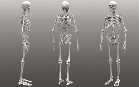 The human body is the structure of a human being. DashDotSlash: Human Skeleton Anatomy Reference and Model