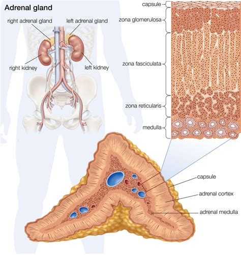 Adrenal Glands And The Endocrine System