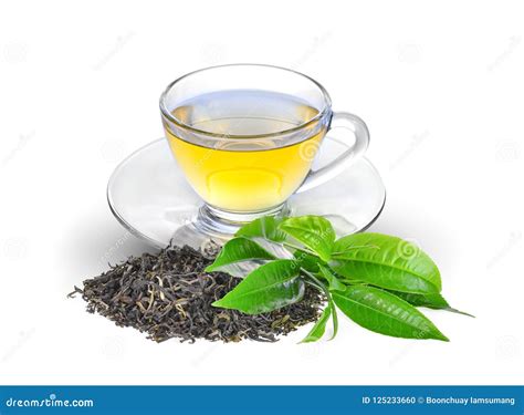 Dried Green Teafresh Green Tea Leaves And Hot Tea Isolated Stock Photo