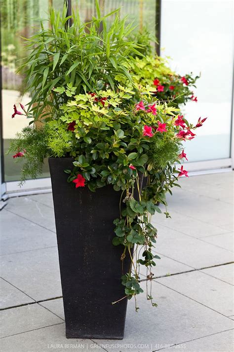 Planting In Large Containers Decorative Planting In
