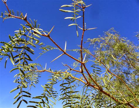 Danger Garden This Weeks Favorite The Mesquite Tree