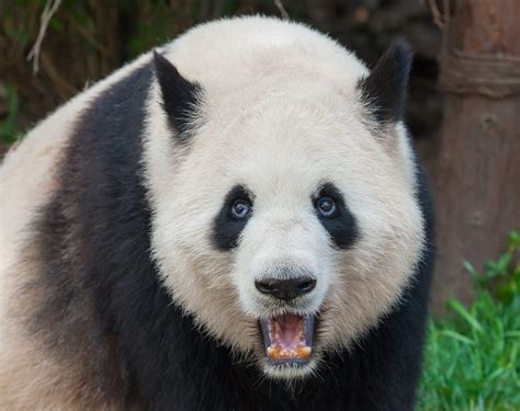 Top 10 Fascinating Facts About Pandas 10 Top Buzz