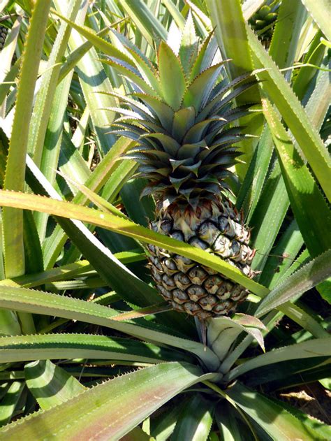 How To Grow Pineapple Growing Pineapple Plant In Containers Caring