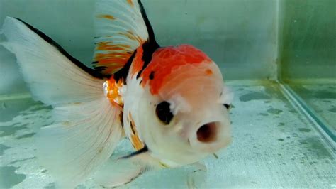 Ikan Mas Koki Oranda Three Color 15 cm IKANESIA FRESHWATER FARM - YouTube