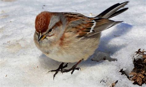 American Tree Sparrow Indiana Audubon Society