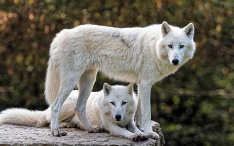 Arctic Wolf Picture Image Abyss