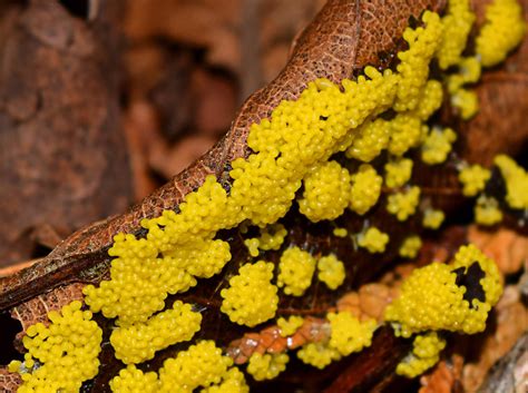 Conifer foliar diseases brown spot needle blight alcoholic slime flux page 10 page 11 page 12 new. A Slime Mold is a Thing of Beauty | Forest Society